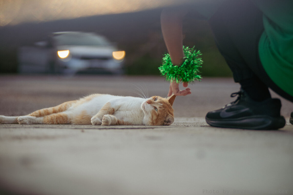 Studentpettingcatsports-26